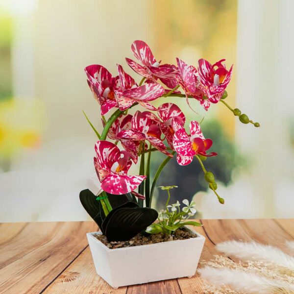 Arrangement - Orchids