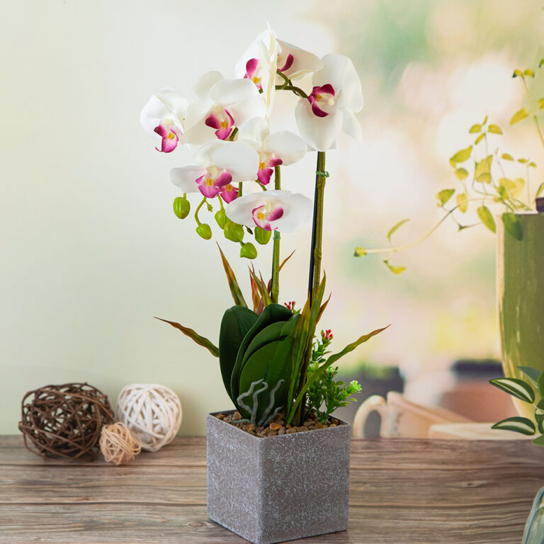 Composition - White Orchid